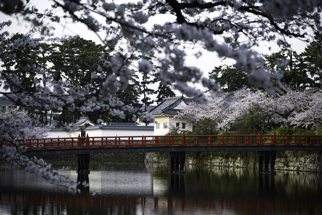 お堀の桜