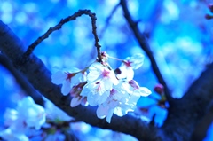蒼桜