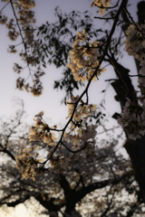 朝の桜