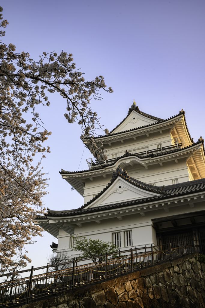 小田原城と桜