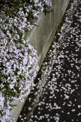 零れ桜