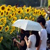 笑顔の花