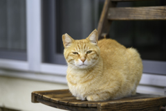 みつめるねこ