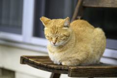 うつむくねこ