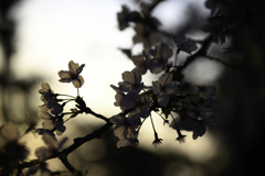 逆光桜