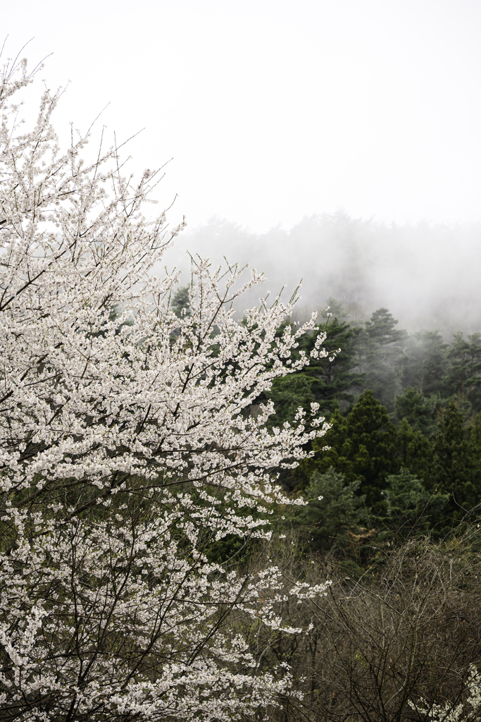 さくらと霧