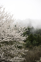 さくらと霧