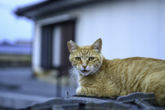 おこってるねこ