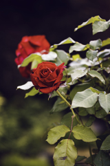 薔薇