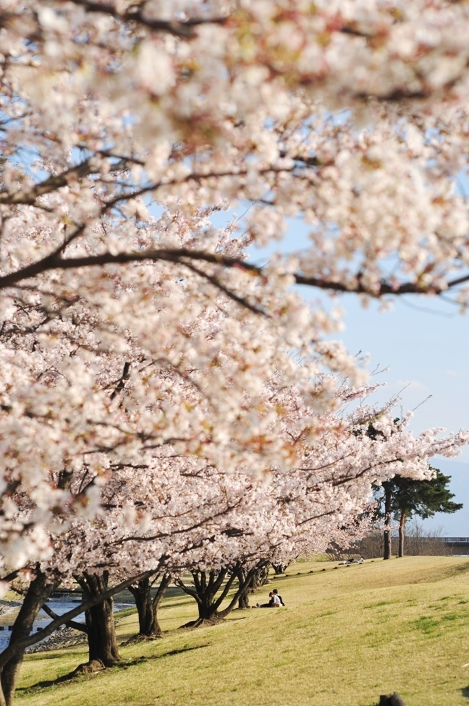 桜の向こう