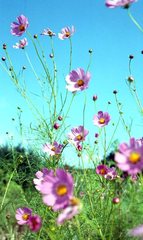 秋桜