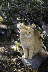 野良猫