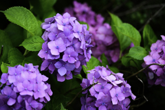 紫陽花