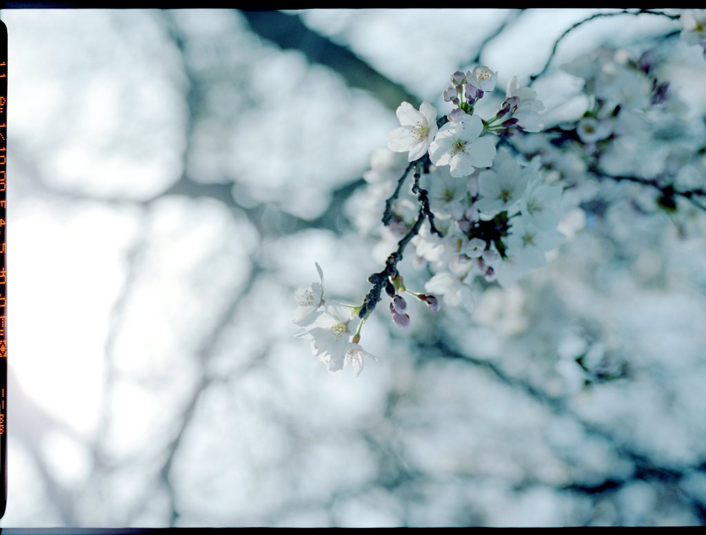 淡桜