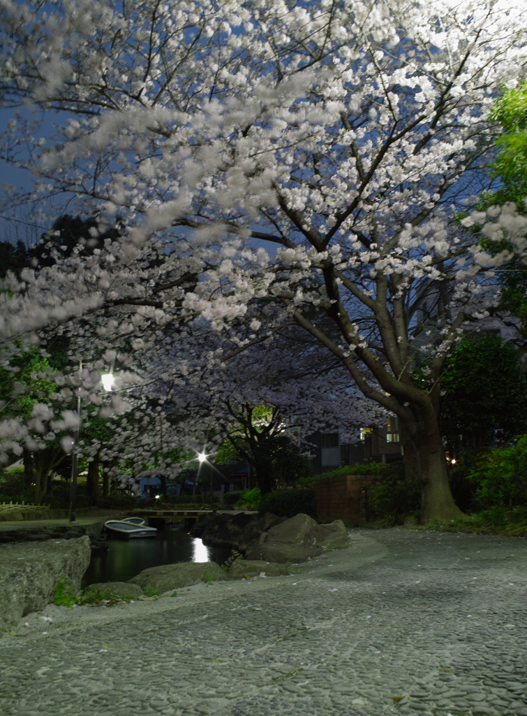 親水公園の夜桜