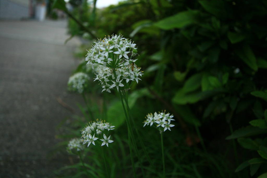 道端の花