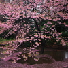 新宿御苑の桜