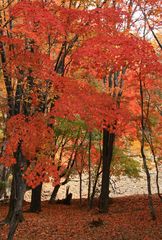 中禅寺湖金谷ホテルの紅葉