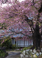 飯田家の桜