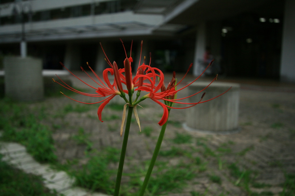 道端の花　～彼岸花　