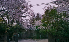 亀戸　普門院の桜