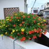 花束
