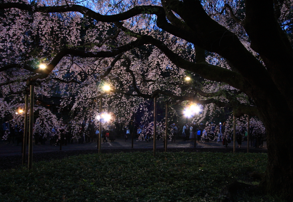 しだれ夜桜