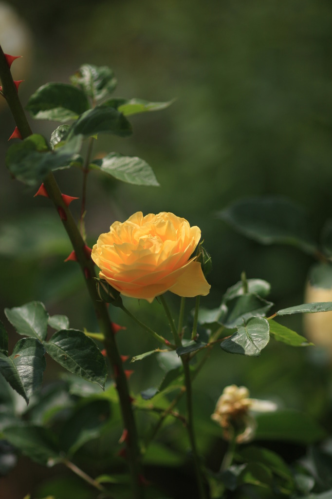 危険！綺麗な花には・・