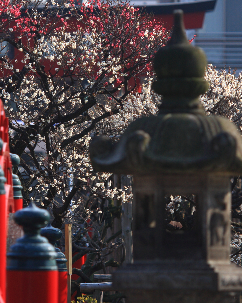 亀戸天神の梅