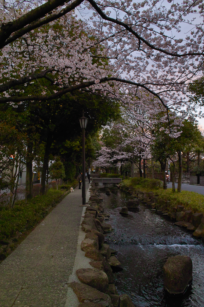 桜咲く親水公園