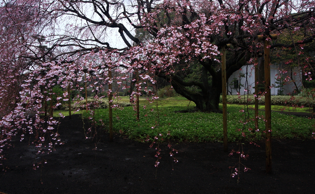 六義園のしだれ桜
