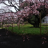 六義園のしだれ桜