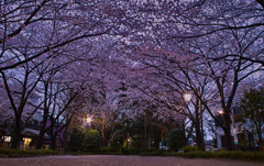 夜桜