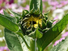 コスモスの中で咲く