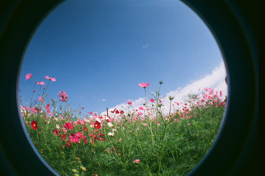 秋桜