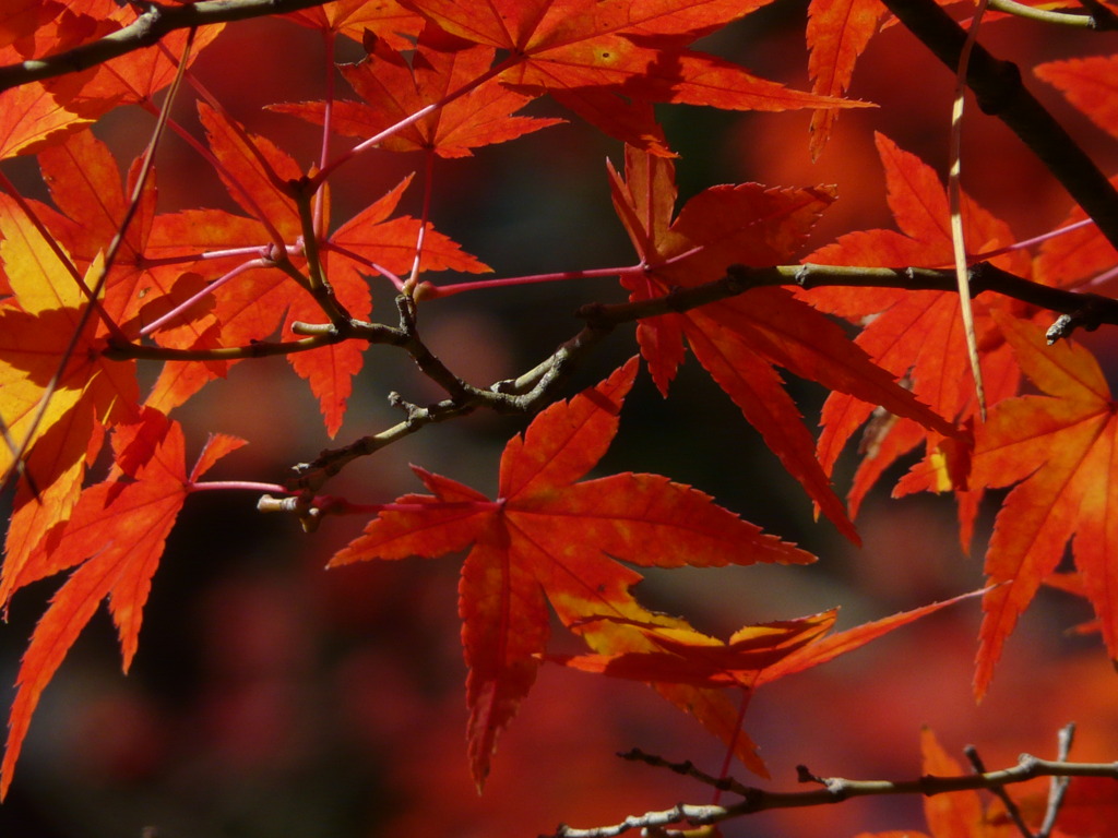 紅葉