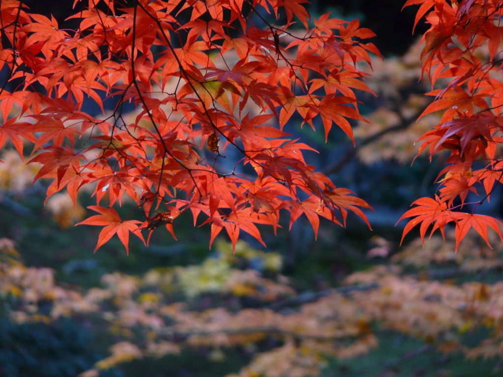 古の紅葉