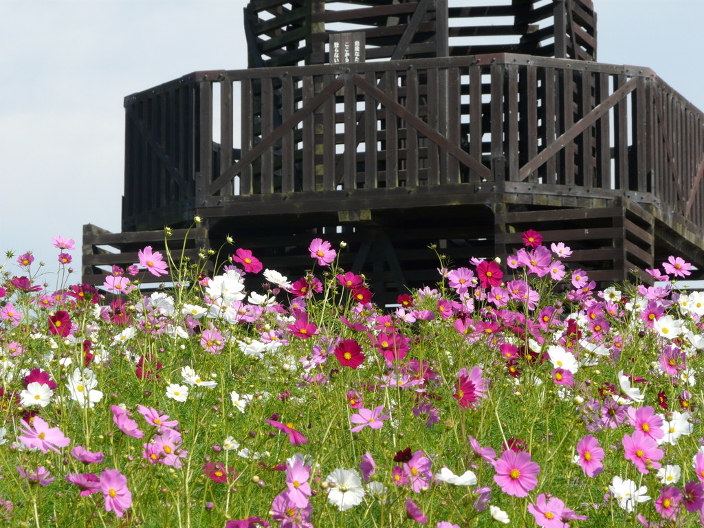 コスモス群