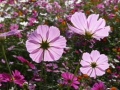 コスモス