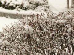 雪景色