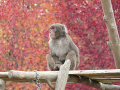 紅葉と猿