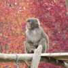 サル