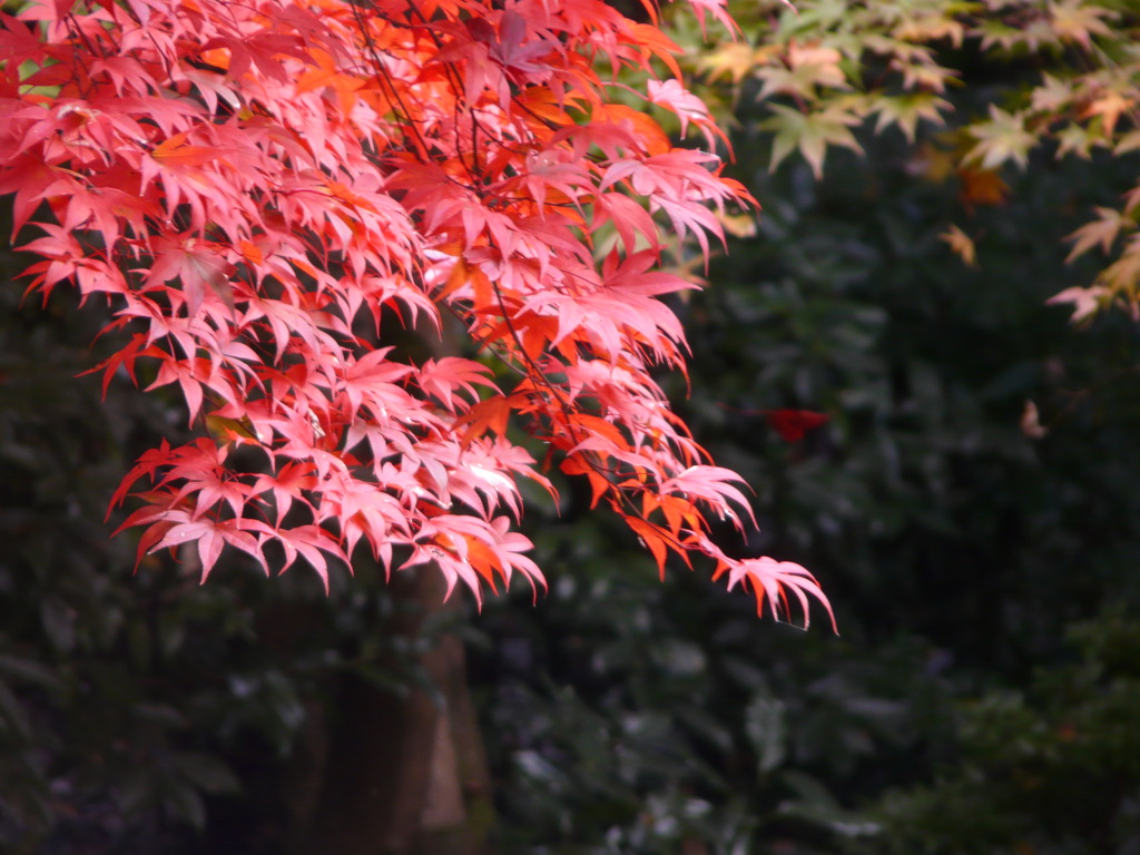 京都の紅葉