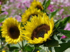 季節外れの向日葵