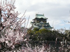 大阪城と梅