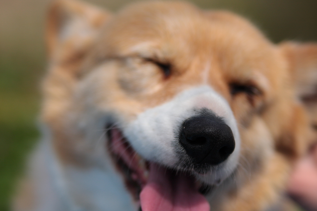 Corgi Smile