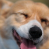 Corgi Smile