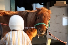 ポニーと子供