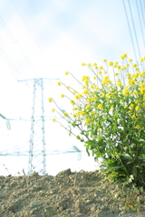 菜の花と鉄塔