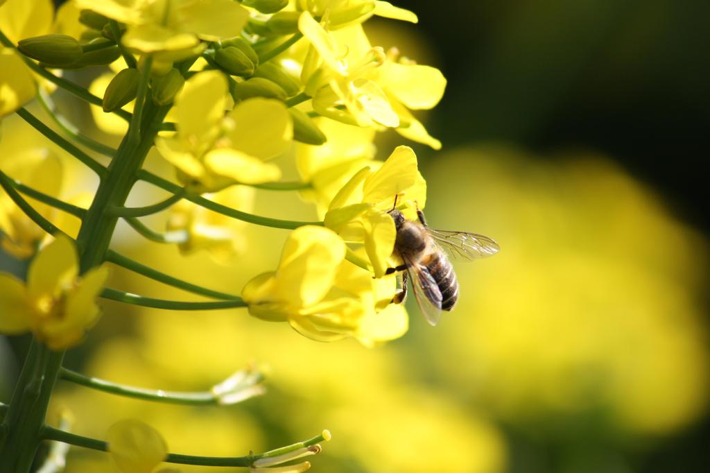 HONEY BEE